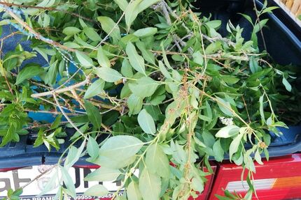 Volvo 740 144.441 km 5.900 &euro; Dingolfing 84130